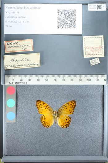 Media type: image;   Entomology 158972
